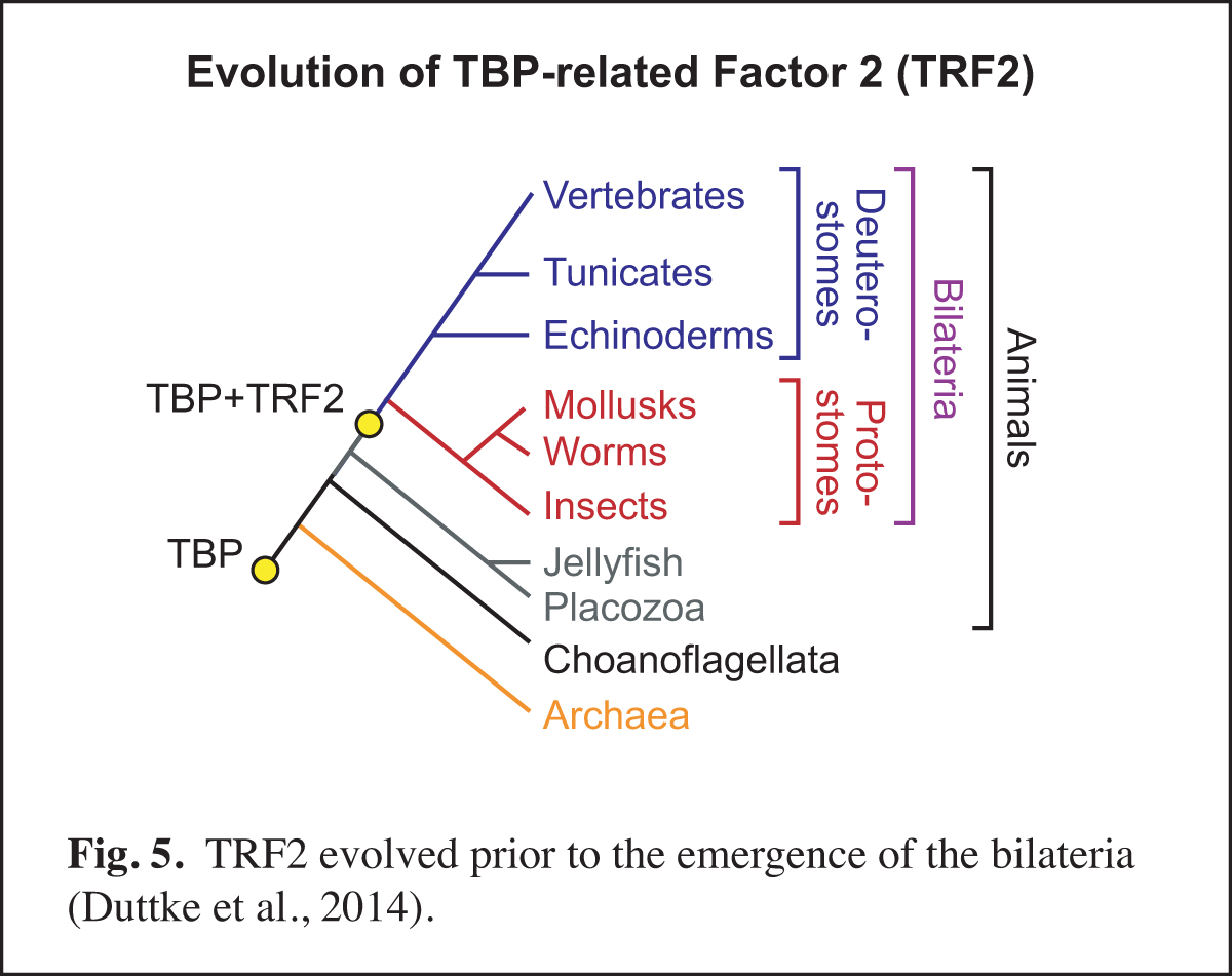 Evolution of TRF2