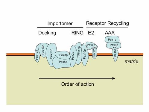 Importomer Receptor Recycling