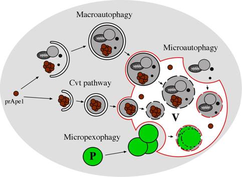 Figure 1: Morphological steps in the Cvt, macroautophagy and microautophagy pathways in yeast. In microautophagy, organelles and/or cytosolic proteins are engulfed by the vacuolar membrane in a Pac-Man-like fashion and degraded in the vacuole lumen. Macroautophagy involves the formation of large (300-900 nm) cytosolic, double-membrane vesicles (autophagosomes), which sequester organelles and/or cytosolic proteins. Once formed, autophagosomes fuse with the vacuole, releasing a single-membrane vesicle (autophagic body) into the lumen of this organelle where the autophagic bodies are degraded.  In the Cvt pathway, which is biosynthetic rather than degradative, cytosolic cargo, such as the precursor of aminopeptidase I (prApe1), is first oligomerized in the cytosol and engulfed by a double-membrane to generate a Cvt vesicle (140-160 nm). These vesicles fuse with the vacuole, yielding intravacuolar Cvt bodies that are degraded, releasing prApe1 into the lumen, where it is processed to the mature form. Selective turnover of peroxisomes can occur by macroautophagy- or microautophagy-like processes called macropexophagy and micropexophagy, respectively. P: peroxisome, V: vacuole. 