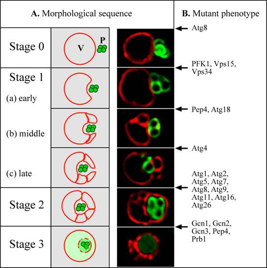 Figure 2: Model for micropexophagy in P. pastoris (Mukaiyama et al., 2002; Sakai et al., 1998). (A) Morphological intermediates and stages. Stage 0 – Peroxisomes and vacuoles are juxtaposed. Stage 1 - peroxisomes start to become engulfed by invagination of the vacuole membrane. This process proceeds through (a) early, (b) middle and (c) late stages. Stage 2 - homotypic fusion of the vacuole membrane causes the peroxisomes to become completely surrounded within a subvacuolar vesicle. Stage 3 - the subvacuolar vesicle and peroxisomes start to degrade, and are completely broken down in the vacuole lumen. A simple invagination of the vacuolar membrane appears to be sufficient to engulf a small peroxisomal cluster, but large peroxisomal clusters are engulfed by multiple, septated vacuoles (Mukaiyama et al., 2002). In the fluorescence picture, peroxisomes were tagged with the GFP-SKL fusion (Green) and the vacuole was labeled with FM4-64 (Red). (B) Arrest points of micropexophagy mutants in P. pastoris (Guan et al., 2001; Kim et al., 2001; Mukaiyama et al., 2002; Sakai et al., 1998; Stromhaug et al., 2001; Yuan et al., 1999; Yuan et al., 1997) (our unpublished data). A few proteins with dual arrest points (e. g. Atg8 and Pep4) are likely to have dual functions (see text). P: peroxisome, V: vacuole. 
