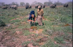 Lori Eggert collecting samples in Mole National Park, Ghana with west African elephants in background